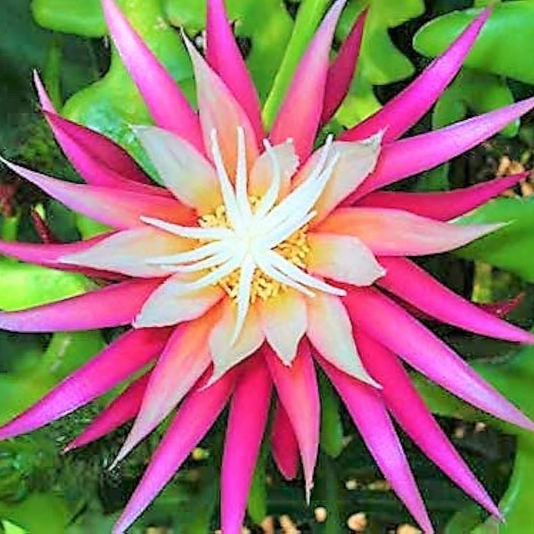 Fish Bone Cactus (Selenicereus Anthonyanus) Flowering Cactus Live Plant