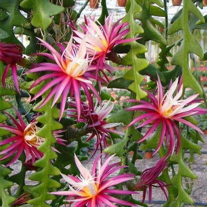 Fish Bone Cactus (Selenicereus Anthonyanus) Flowering Cactus Live Plant