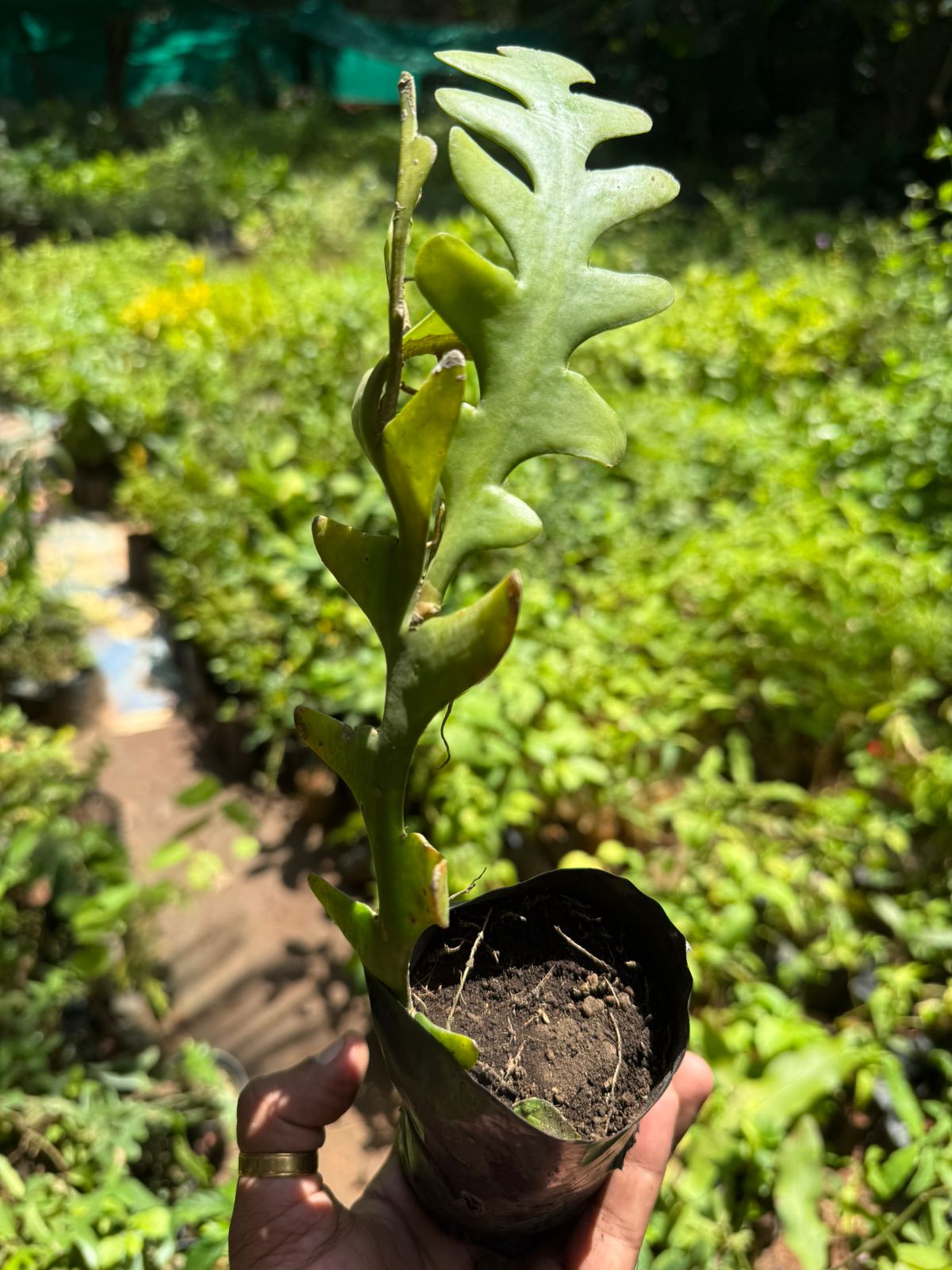 Fish Bone Cactus (Selenicereus Anthonyanus) Flowering Cactus Live Plant