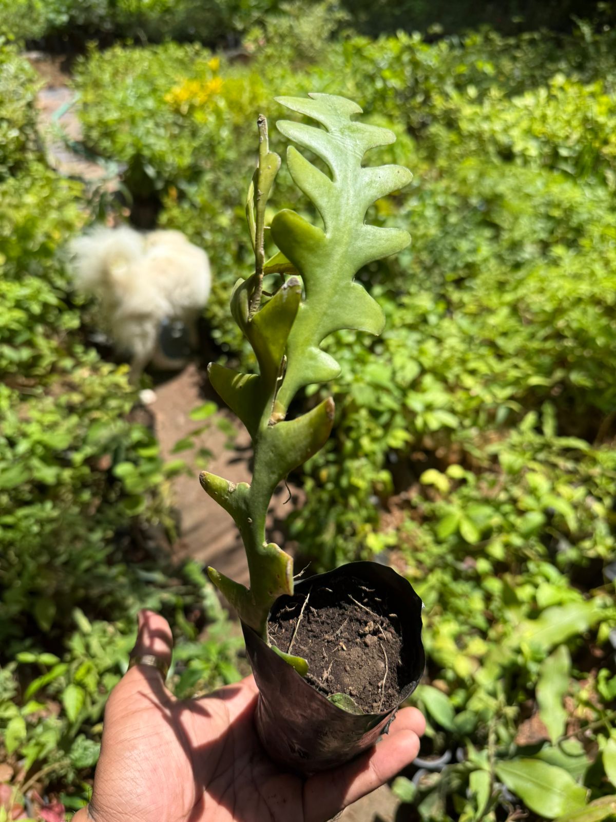 Fish Bone Cactus (Selenicereus Anthonyanus) Flowering Cactus Live Plant